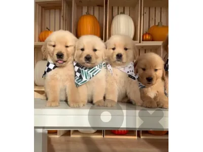 Golden Retriever Puppies Available + Delivery