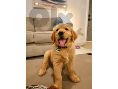 Golden Retriever puppies Available in store !!!