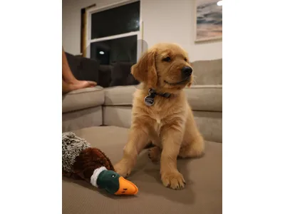High Quality Golden Retriever Puppies Available in store & delivery High Quality Golden Retriever Puppies Available in store & delivery
