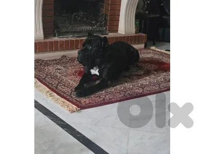 female cane corso