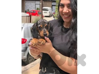 Our Charming Dachshund Daple Color Available in store & Delivery