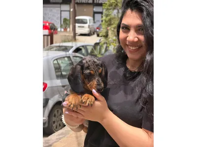 Our Charming Dachshund Daple Color Available in store & Delivery