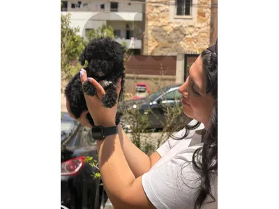 Royal Black Poodle Puppies Available in store & Delivery