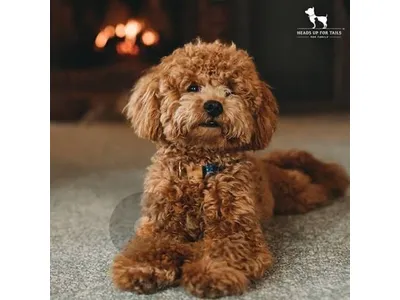 toy poodle male