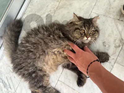 persian for sale