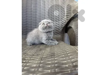 Scottish Fold  pure short hair kittens Available