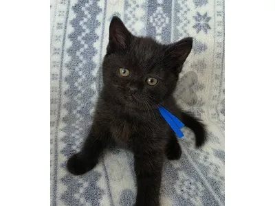British kitten for sale