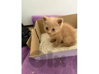 Kitten