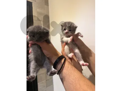 pure scottish fold kittens