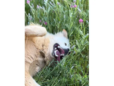 Great Pyrenese spanish dog