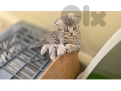 Scottish Kitten
