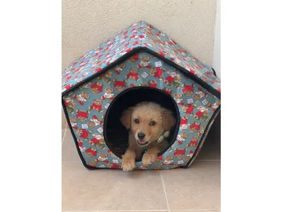 Golden Retriver puppy