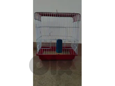 Bird Cage for two