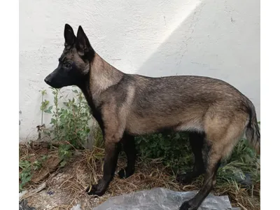 belgian mallinios