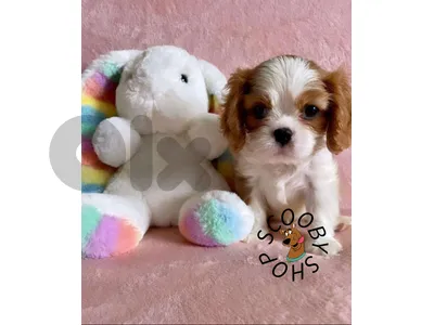cavalier king charles puppies.