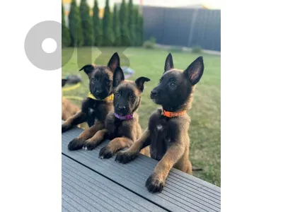 High Quality Belgium Malinois Puppies Available In STore & Delivert