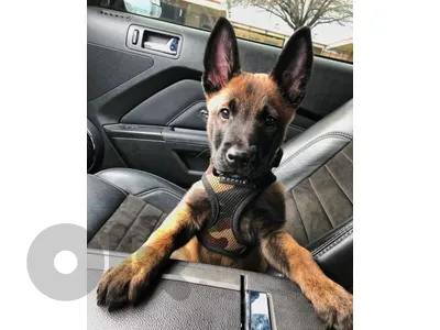 Beautifull Malinois Puppies Available in Store & Delivery