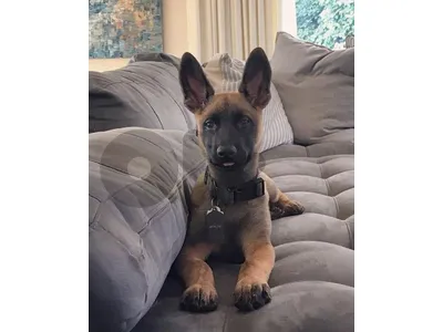 High Quality Malinois Puplies Avaialble in store & Delivery