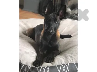 Beautifull Malinois Puppies Available in store & Delivery
