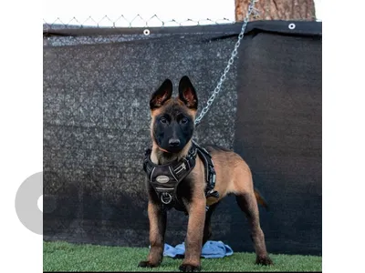 Our Smart Trainable Malinois Puppies Available in store & Delivery