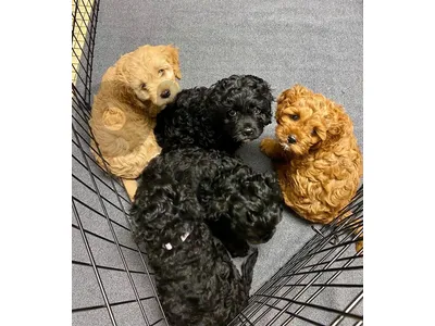 Smart and Sweet – Meet Your New Poodle Puppy!