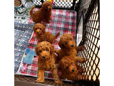 Smart and Sweet – Meet Your New Poodle Puppy!