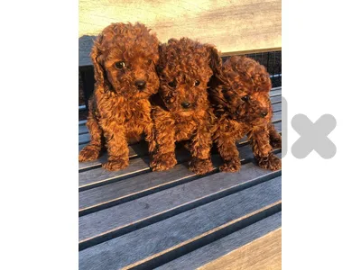 Smart and Sweet – Meet Your New Poodle Puppy!