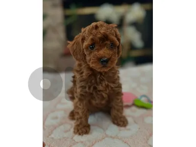 Smart and Sweet – Meet Your New Poodle Puppy!