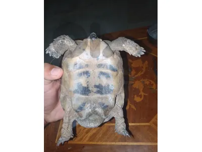 land turtle