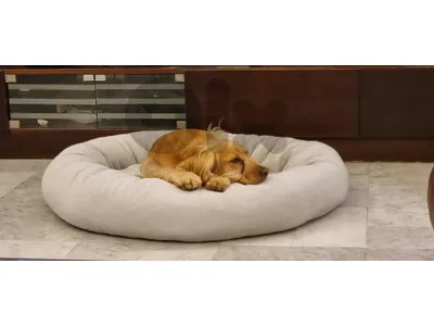 dog bed