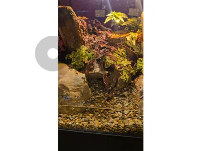 Terrarium for sale