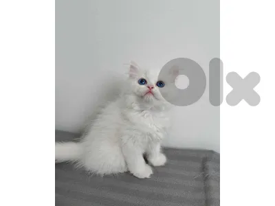 Pure persian kittens blue eyes