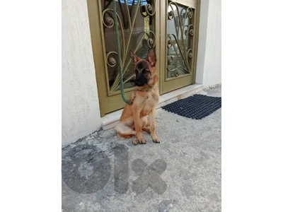 malinois