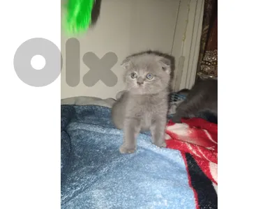 fold and marble for sale.. male and female