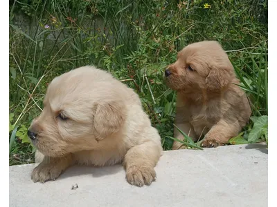 golden retriever