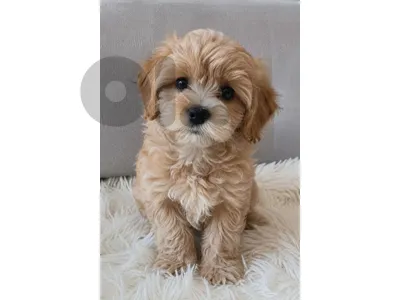 Cute Little Maltipoo Puppies in store كلاب