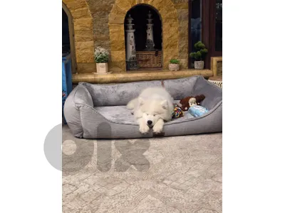 Samoyed dog