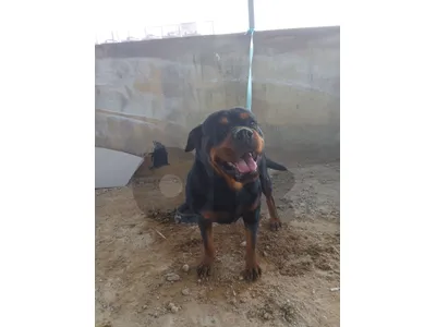 rottweiler