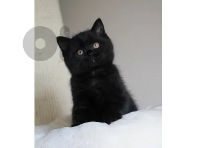 British Black kitten