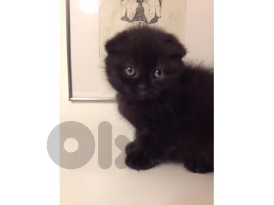 scottish black fold