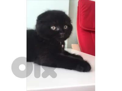 Black Scottish Fold Kitten Delivery