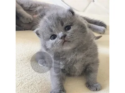 pure British and Scottish fold kitten HIGHEST QUALITY