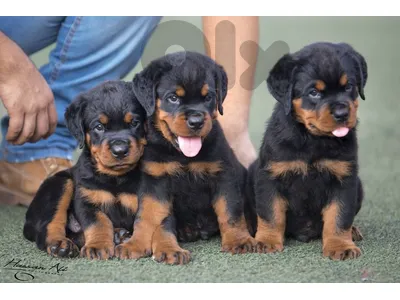 Rottweiler Puppies – Purebred, Healthy & Ready for Their New Home