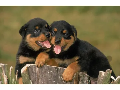 Rottweiler Puppies / dog كلاب
