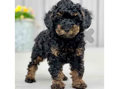 Black & Brown Toy Poodle Puppy – Beautiful Color & Loving Personality 🐩