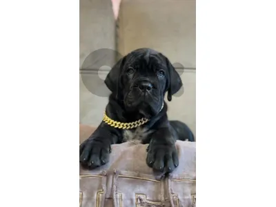 Meet The Cane Corso / Availble in store & Delivery