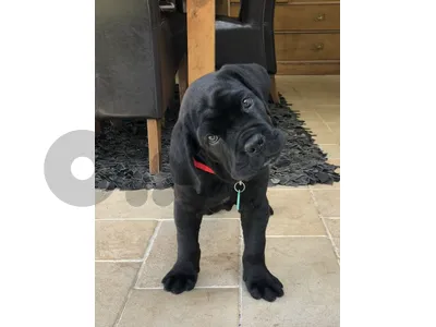 Cane Corso Puppies Available.in store & Delivery