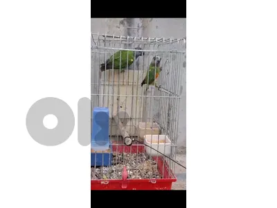 جوز سنغالي وجوز روز امايات وفي فروخ كروان مفطومين