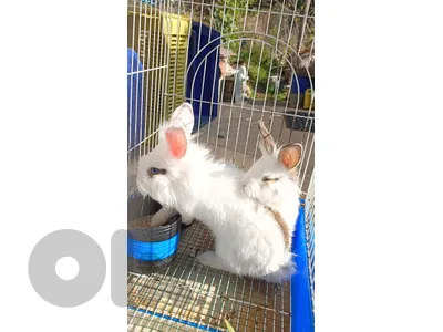 Rabbits long hair, lion head