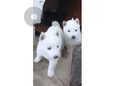 5 adorable husky puppies